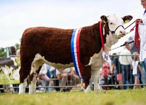Supreme Champion National Polled Hereford Show 2023