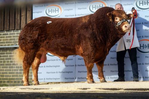 Elite Forever Brill son sells for 14,000 gns