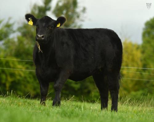 Portauns & Ryans Pedigree Aberdeen Angus Female Production Sale