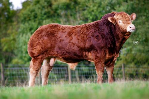 Goldies Jackpot Son sells for 16,000 gns