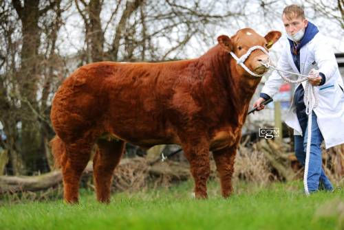 Miss TikTok sells for £3700 at Ruthin