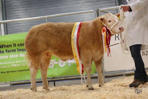 Heifer Calf Sells for £5,800 at Ruthin Potentials 