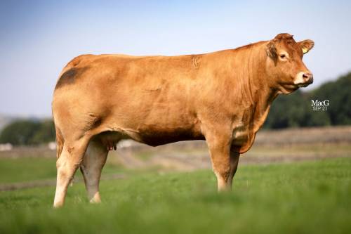 Elite Ice Cream In Calf Cow sells for 14,000 gns