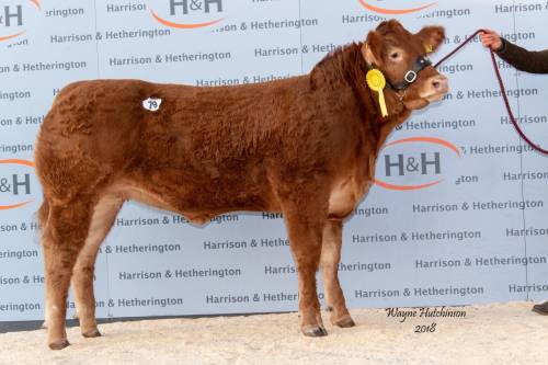 GOLDIES JACKPOT Heifer sells for 10,000 gns 