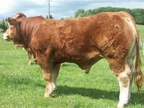 ACAJOU Heifer Tops Roundhill Sale at Roscrea