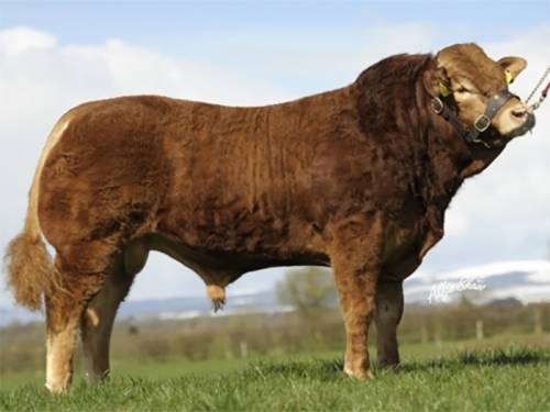 Ardlea Dan Son Sells to Maraiscote Herd at Roscrea