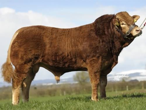 NEW Limousin Bulls Added to Semen for Sale Section