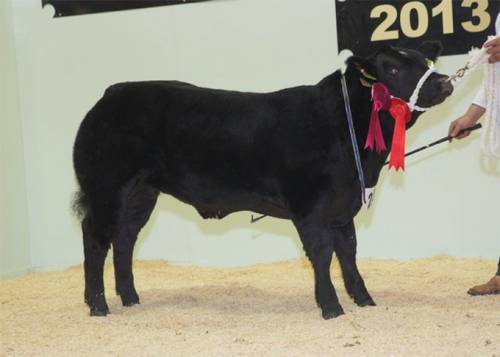 Reserve Baby Beef at English Winter Fair sired by ROSS ALO