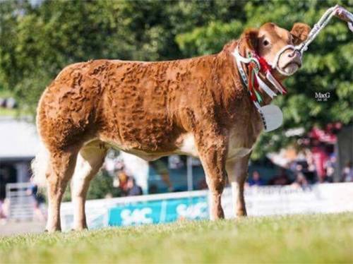 Supreme Champion Commercial Beef Royal Welsh goes to Garthiaen