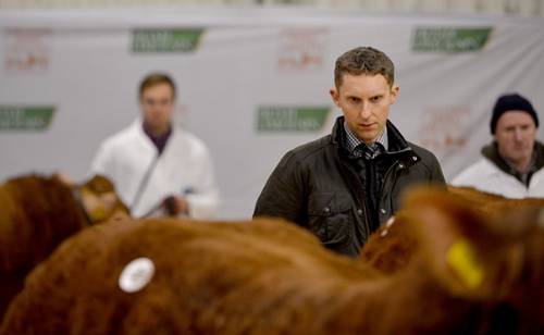 Judge at Premier Limousin Sale Roscrea, Southern Ireland