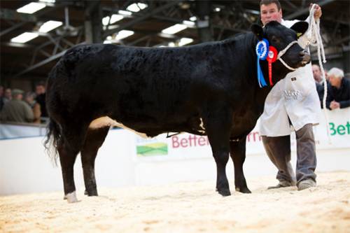 Reserve Champion Beef Expo 2013
