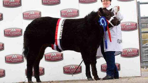 Black Magic Reserve Overall Champion at Brecon Show Potentials