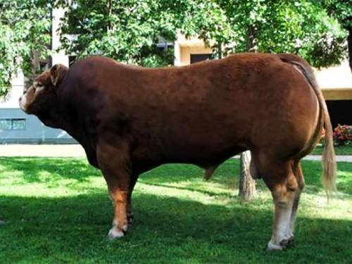 BONUX Semen now available