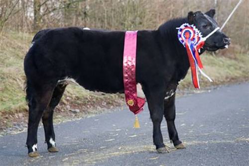 Brecon Show Potential Sale 2011