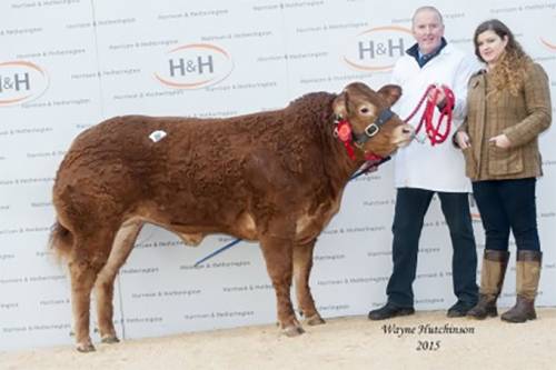 Elite Forever Brill Heifer Sells for 10,000 gns at Red Ladies