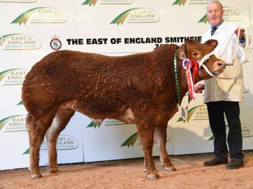 Elite Forever Brill Heifer Success at East of England Smithfield