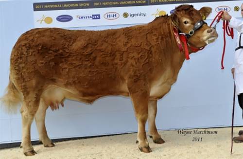 Senior Female Champion at National Limousin Show Sired by LINO