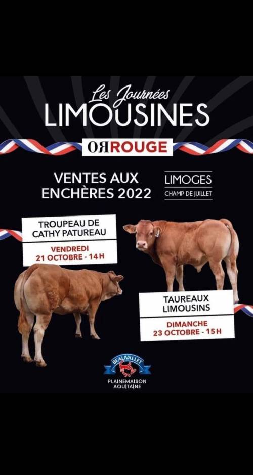 Sale of 47 Pedigree Limousin Bulls at Limoges, France 23/10/2022
