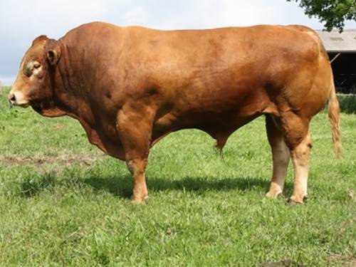 NEW - CACAO Semen Available