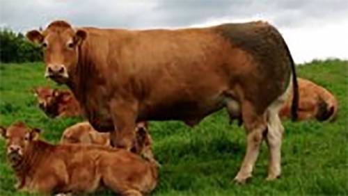 Roundhill Saturn Daughter Sells for 8400 euros