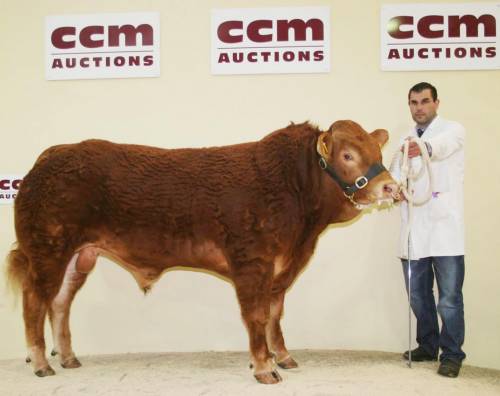 ROUNDHILL SATURN Sires Champion at Northern Limousin Extravaganza