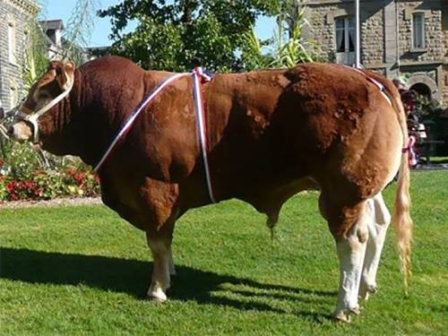 NEW Limousin Semen - CASIMIR