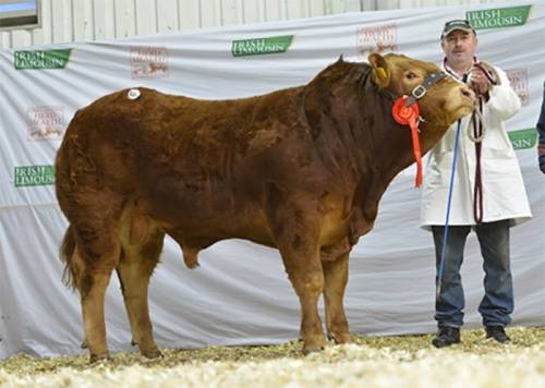 Nenuphar Son Tops Roscrea, Ireland