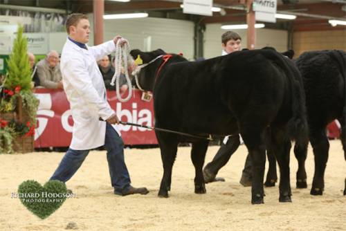 Champion Baby Heifer at Welsh Winter Fair