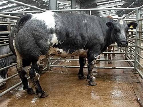 B.Blue & Limousin Primestock Cattle Judge at Carlisle