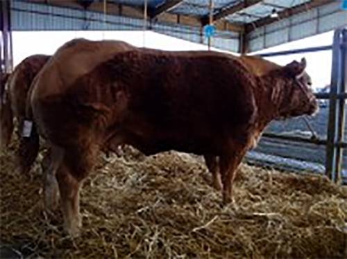 Abricot Sires Champion Cow at Saint Yrieix-la-Perche, France