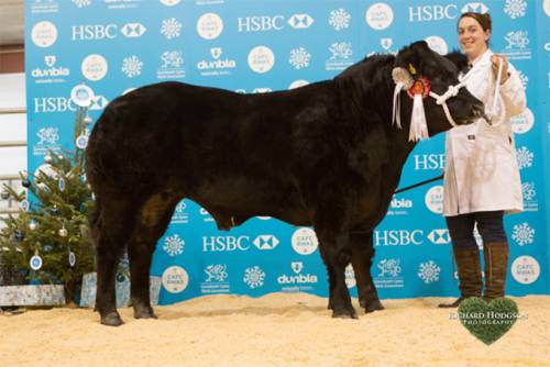 Champion Limousin Steer at Welsh Winter Fair
