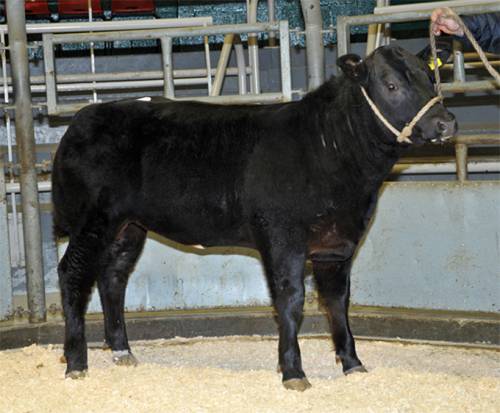 Ruthin Show Potential Sale 2012