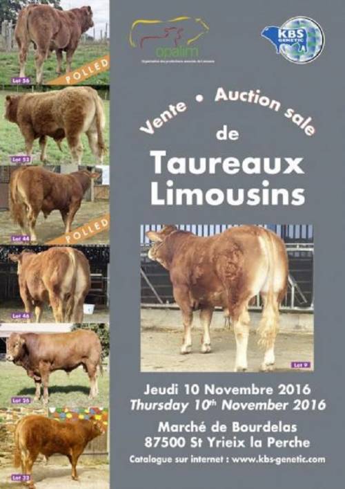 Sale of Young Breeding Bulls 10th of November 2016 at St Yrieix la Perche