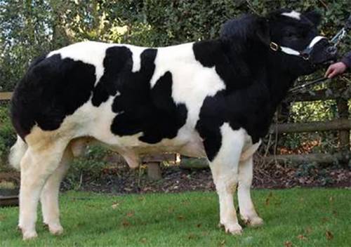 First CROMWELL FERGUS Calf Sells for £2900 at Ruthin