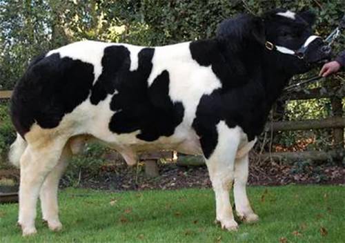 First CROMWELL FERGUS Calf Sells for £2900 at Ruthin
