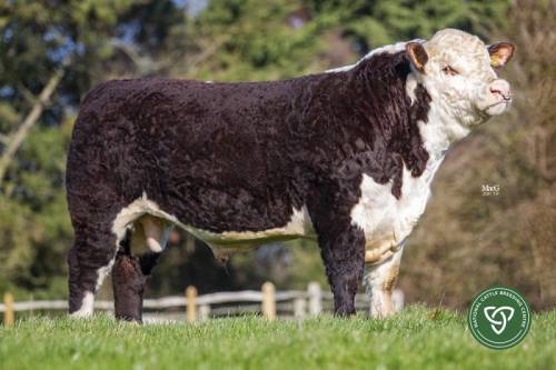 Fisher 1 Profile P456 - Semen now available 