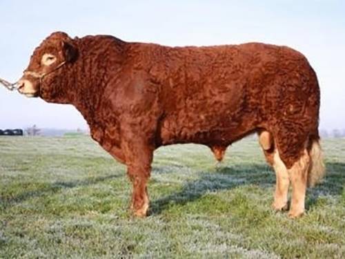 NEW Declic-Ben Polled Semen Available