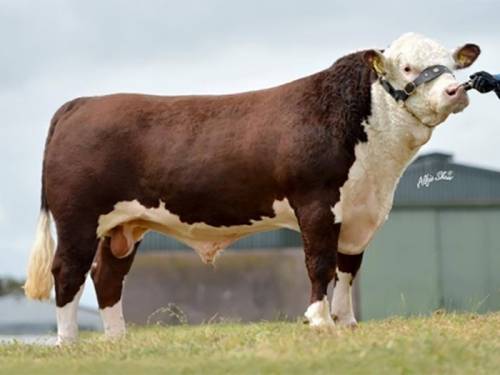 NEW Polled Hereford Bull - Dendor Kohinoor 1
