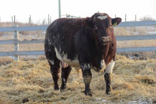 NEW Beef Shorthorn DIAMOND LORD BELMORE 56B