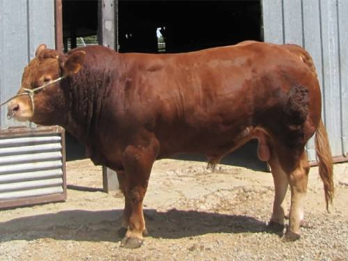 DOLLAR son Sells for 7,500 gns at Carlisle