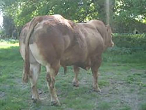 DOUDOU - New Imported Double Muscled Limousin Bull