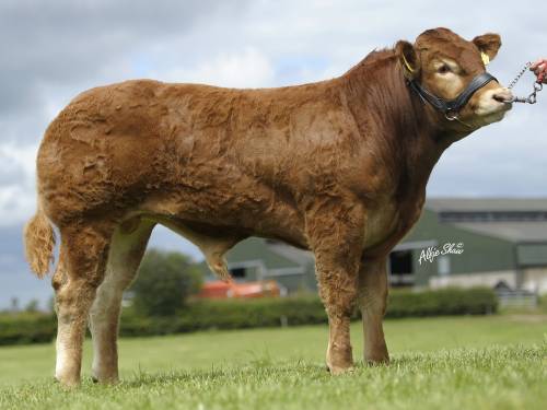 New Limousin Bulls - Semen now Available
