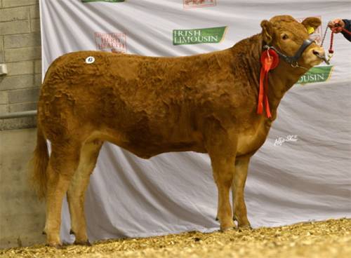 EMERSON Heifer Tops Roscrea Premier Heifer Sale