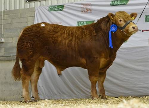 Emerson Sons Sell to UK Breeders at Roscrea, Ireland