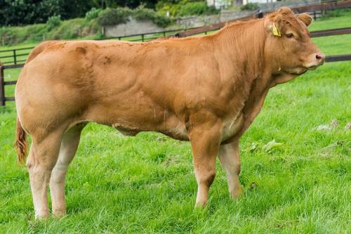 Elite ICE CREAM weanling heifer sells for €10,000 