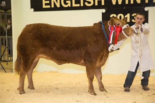 Pedigree Limousin Champion at English Winter Fair