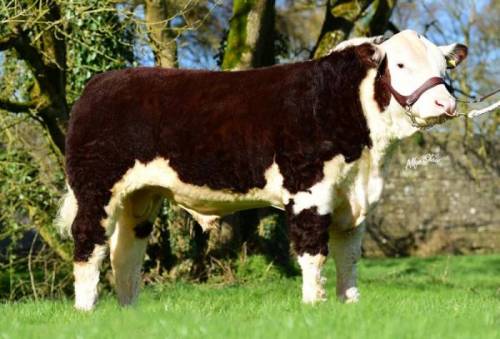 FABB 1 NORTHERN STAR Yearling Heifer Sells for €6000