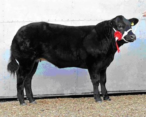 Welsh Winter Fair - Baby Beef Success
