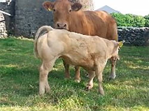 NEW - Charolais Semen available from FISTON