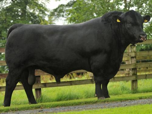 Semen Available from Two NEW Aberdeen Angus Bulls